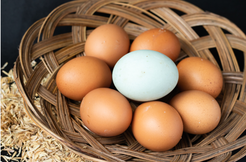 lợi ích của trứng gà và trứng vịt