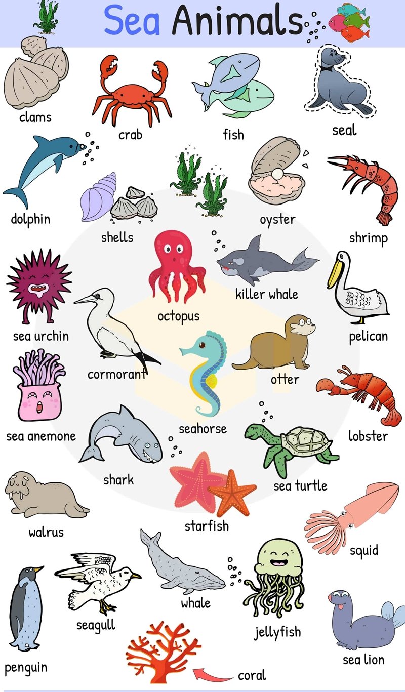 Học tên các con vật bằng tiếng Anh 