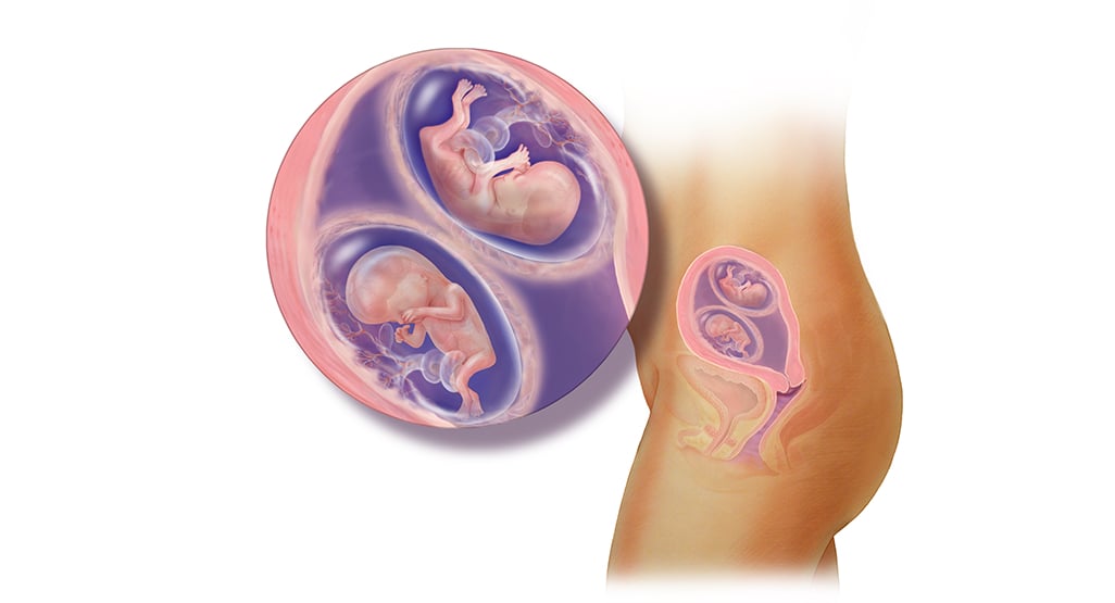 Sự phát triển của song thai (tuần 1-12) và các dấu hiệu nhận biết mang thai đôi