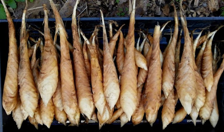Bà bầu có được ăn củ dong không? 17 lợi ích bà bầu không nên bỏ qua