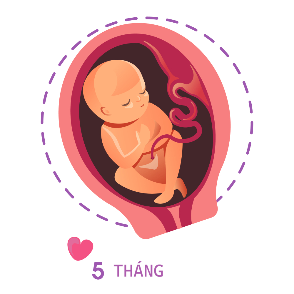 Bầu 5 tháng em bé nặng bao nhiêu? Sự phát triển của thai nhi 5 tháng