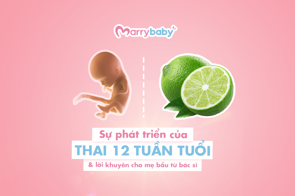 Sự phát triển của thai nhi: Thai 12 tuần và những biến đổi kỳ diệu