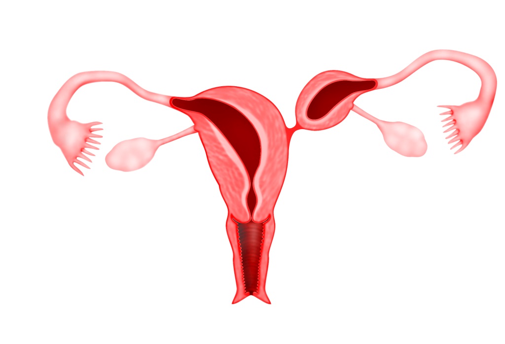 Dị dạng tử cung có ảnh hưởng gì đến sức khỏe sinh sản?