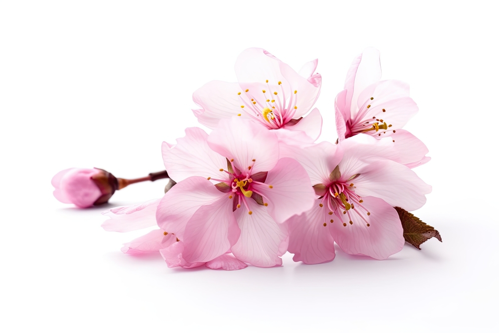 Tên tiếng Nhật hay cho nữ theo loài hoa