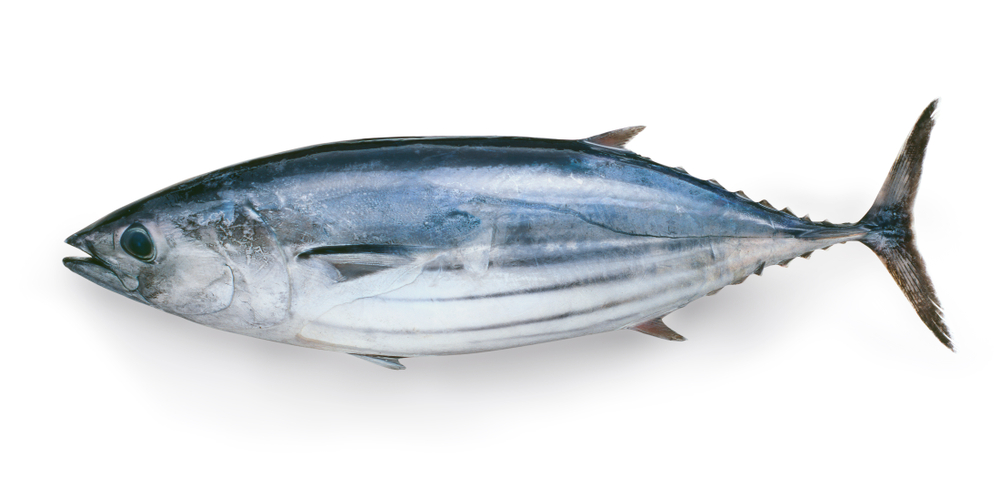 cá ngừ giàu vitamin B12