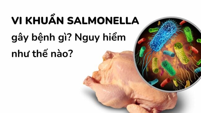 Vi khuẩn Salmonella gây bệnh gì? Biểu hiện khi cơ thể bị nhiễm vi khuẩn