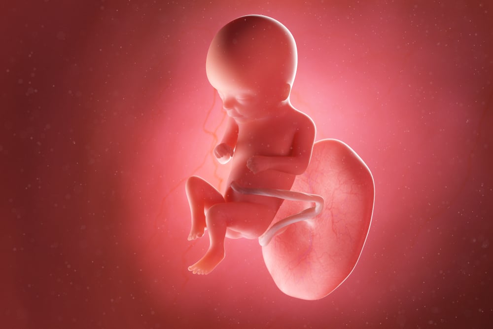 Bộ phận sinh dục thai nhi 16 tuần phát triển ra sao?