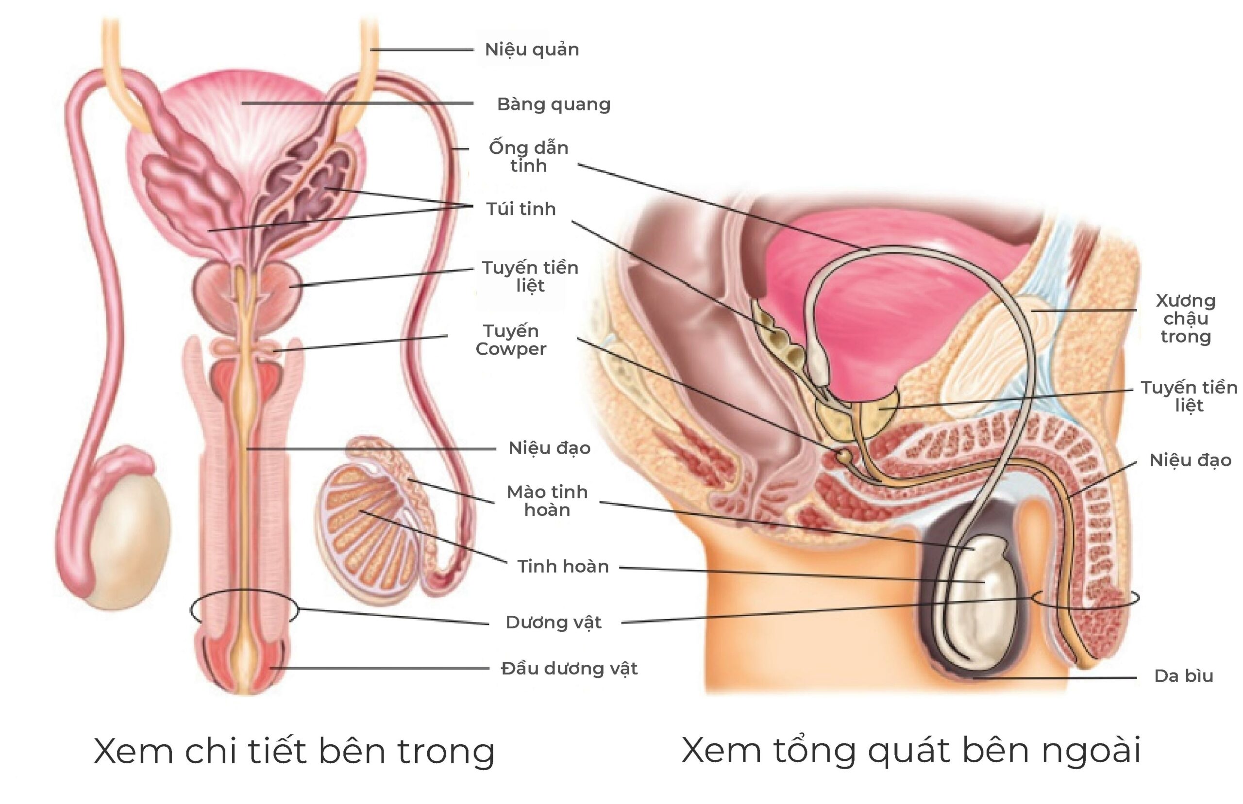Hình ảnh tổng quát cấu tạo bộ phận sinh dục nam giới