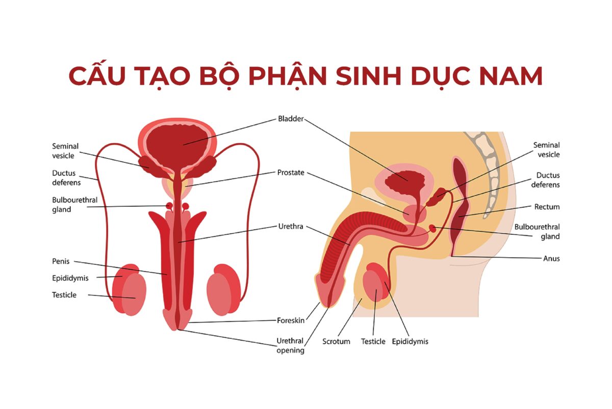 cấu tạo bộ phận sinh dục nam