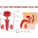 Giải phẫu và sinh lý cơ quan sinh dục nam
