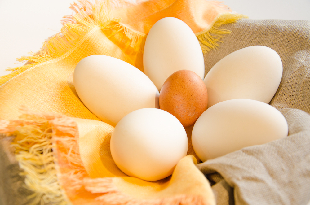 trứng ngỗng hay trứng gà tốt hơn?