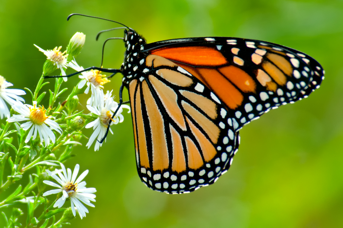 Phấn bướm có độc không? Nên làm gì khi bị dị ứng phấn bướm?