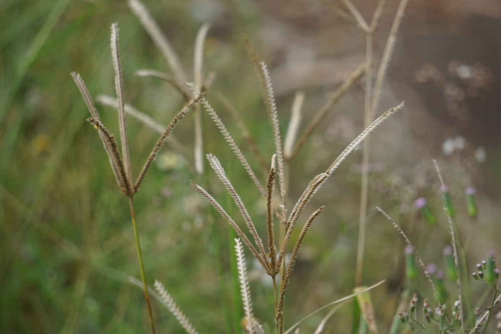 Cỏ mần trầu