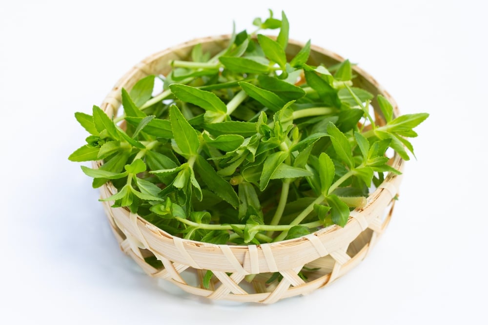 bầu ăn rau ngổ được không