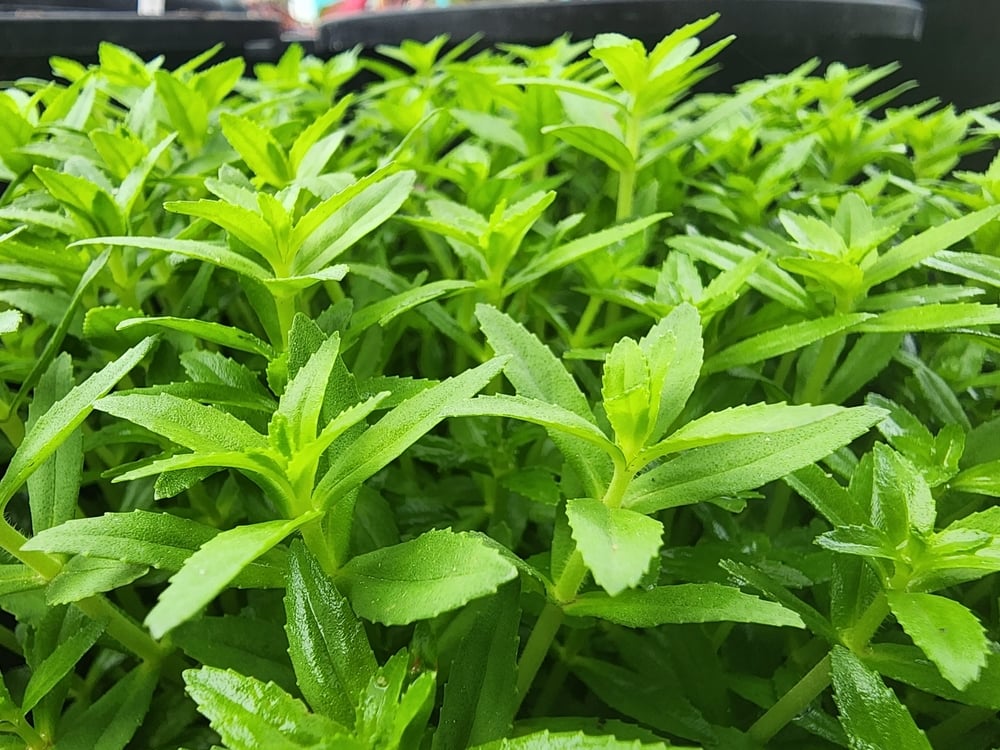bà bầu ăn rau ngổ được không