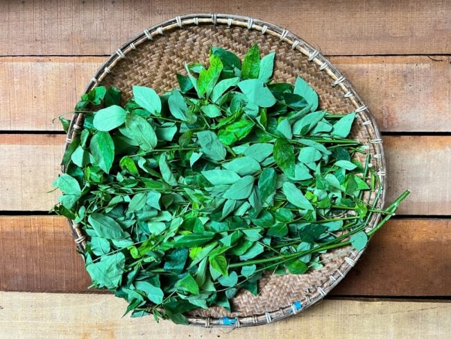 Bà bầu ăn rau ngót được không? Hướng dẫn an toàn cho mẹ bầu