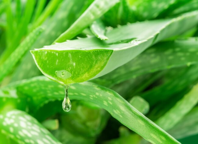 Aloe vera: Cây nha đam và những công dụng tuyệt vời cho làn da, sức khỏe